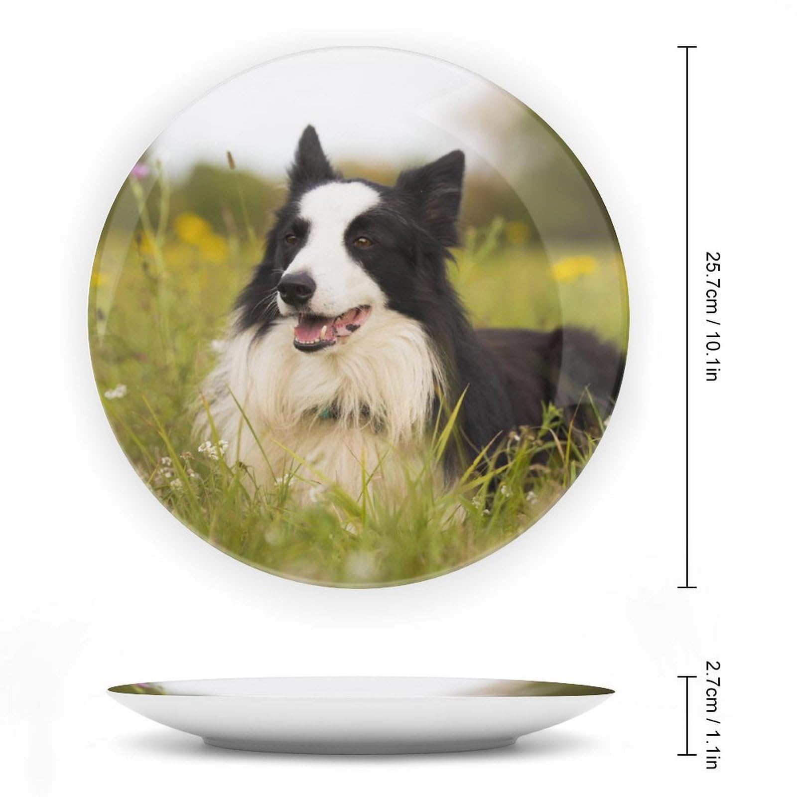 Amazon.com | Generic Border Collie Dog Pet on Plate, Commemorative